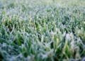 Frost in July: Twente records a midsummer first for Netherlands
