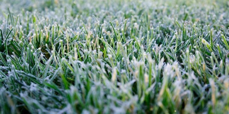 Frost in July: Twente records a midsummer first for Netherlands