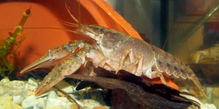 Eighth species of American crayfish found in Dutch rivers