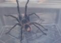Woman finds dinner-plate sized tarantula in her garden