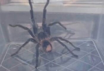Woman finds dinner-plate sized tarantula in her garden