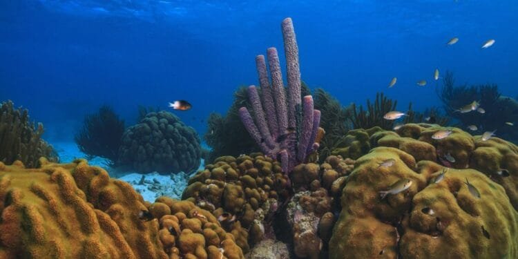 Bonaire’s coral reef is disappearing, researchers warn