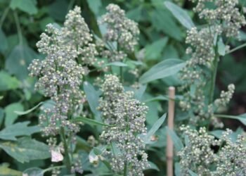 Jumbo’s quinoa now comes from Groningen, not Peru