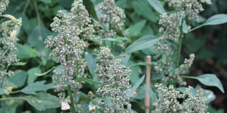 Jumbo’s quinoa now comes from Groningen, not Peru