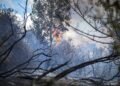 Natuurbrand bij Ouddorp breidt zich niet meer uit door stoplijnen