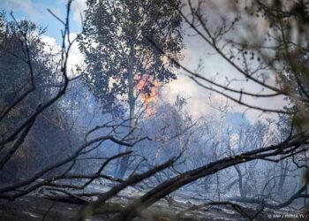 Natuurbrand bij Ouddorp breidt zich niet meer uit door stoplijnen