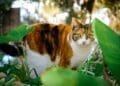 Stelling van de dag: ‘Katteneigenaren moeten hun kat binnenhouden’