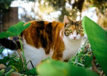 Stelling van de dag: ‘Katteneigenaren moeten hun kat binnenhouden’