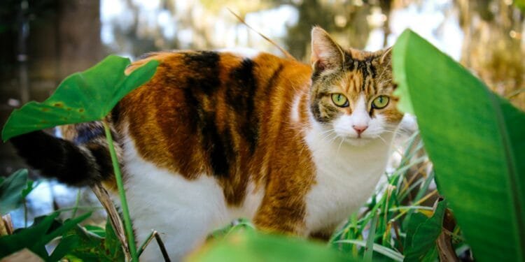 Stelling van de dag: ‘Katteneigenaren moeten hun kat binnenhouden’