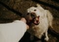 Honden weten het verschil tussen angst en verdriet, blijkt uit hersenonderzoek