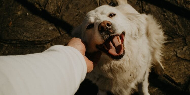 Honden weten het verschil tussen angst en verdriet, blijkt uit hersenonderzoek