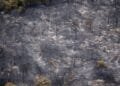 Limburg wildfire wiped out rare juniper shrubland