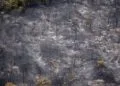 Limburg wildfire wiped out rare juniper shrubland
