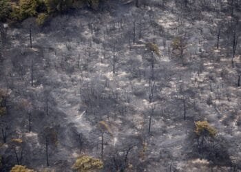 Limburg wildfire wiped out rare juniper shrubland