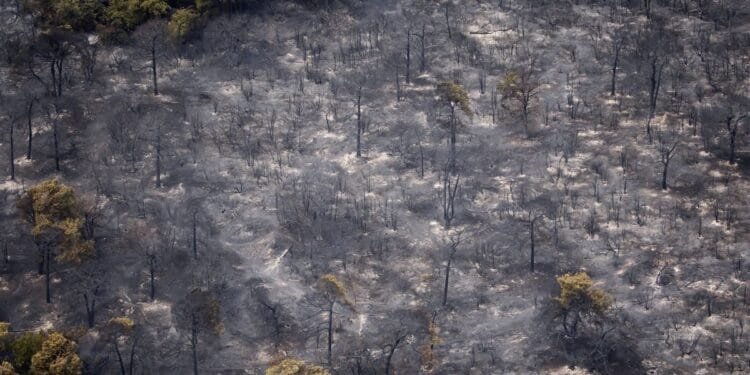 Limburg wildfire wiped out rare juniper shrubland