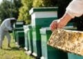 Drought means less honey this summer as nectar dries up