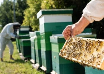 Drought means less honey this summer as nectar dries up