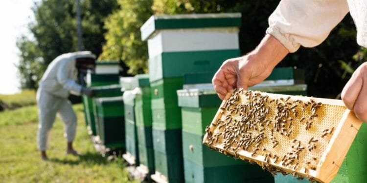 Drought means less honey this summer as nectar dries up