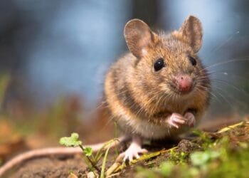 Mouse invasion plagues Friesland farmers