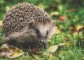 Jagersvereniging waarschuwt: deze 4 dieren kampen met ‘woningnood’ in het Nederlandse landschap