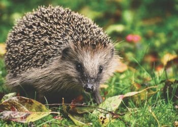 Jagersvereniging waarschuwt: deze 4 dieren kampen met ‘woningnood’ in het Nederlandse landschap