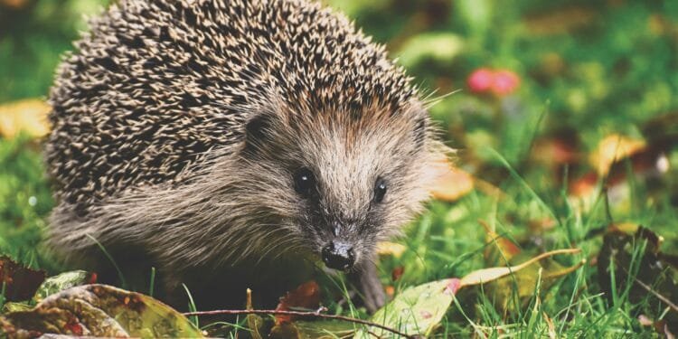 Jagersvereniging waarschuwt: deze 4 dieren kampen met ‘woningnood’ in het Nederlandse landschap