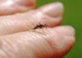 Warning after Dutch blood donor infected with West Nile virus