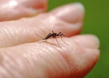 Warning after Dutch blood donor infected with West Nile virus