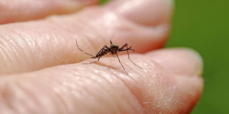 Warning after Dutch blood donor infected with West Nile virus