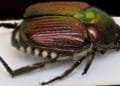 Holidaymakers warned not to bring home “destructive” beetle