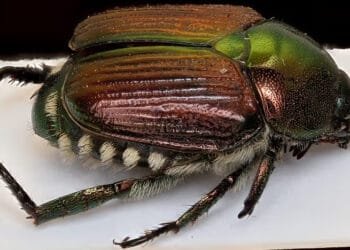 Holidaymakers warned not to bring home “destructive” beetle