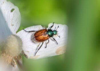 NVWA waarschuwt voor zeer schadelijke Japanse kever die nu opduikt in Nederland