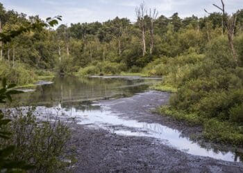 Worst drought in 700 years turns wetland into graveyard for fish