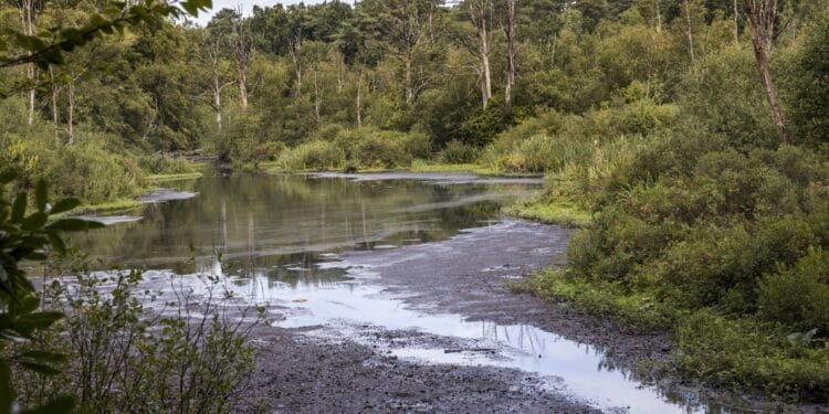 Worst drought in 700 years turns wetland into graveyard for fish