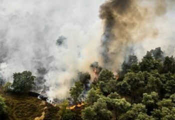 Wildfire breaks out in Limburg, train services halted
