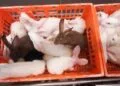 Rabbit farms face prosecution over abuse footage