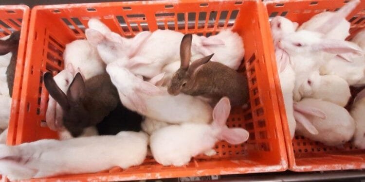 Rabbit farms face prosecution over abuse footage