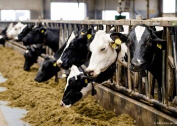PBL: Gedwongen krimp veestapel vooralsnog nodig voor stikstofdoel