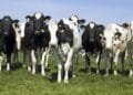 Farmers face livestock cuts as nitrogen plan falls short