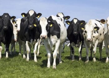 Farmers face livestock cuts as nitrogen plan falls short