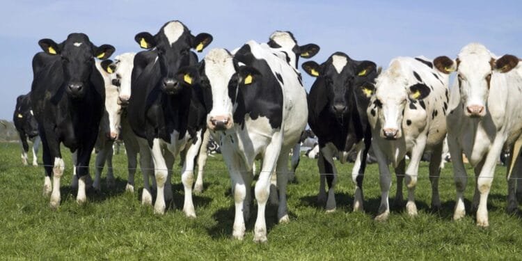 Farmers face livestock cuts as nitrogen plan falls short