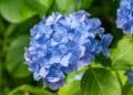 Gea (48) in Burenruzies: ‘De buurvrouw plukt steeds zonder te vragen hortensia’s uit onze voortuin’
