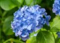 Gea (48) in Burenruzies: ‘De buurvrouw plukt steeds zonder te vragen hortensia’s uit onze voortuin’
