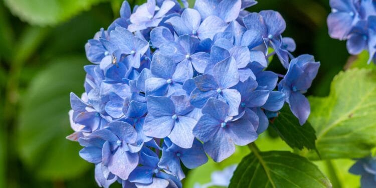 Gea (48) in Burenruzies: ‘De buurvrouw plukt steeds zonder te vragen hortensia’s uit onze voortuin’