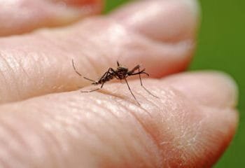 West Nile virus death toll rises to four