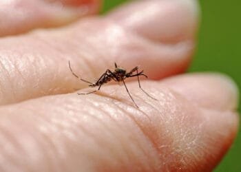 Fifth West Nile virus death confirmed as number of cases rises