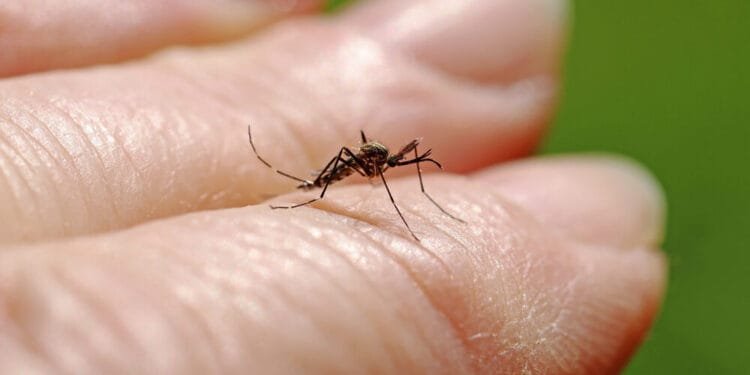 Fifth West Nile virus death confirmed as number of cases rises