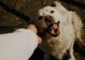 doe dit direct als je hond iets onbekends eet