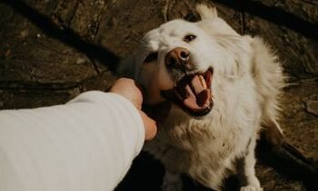 doe dit direct als je hond iets onbekends eet