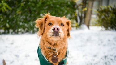 Hete zomer, dus koude winter? Zo klein is de kans op sneeuw